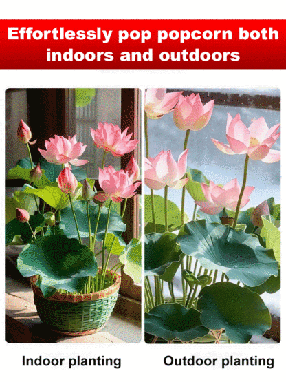 Botanist Recommended❗️No soil or fertilizer needed, just watering is all it takes for it to thrive; even beginners can grow six-colored lotus flowers🌸