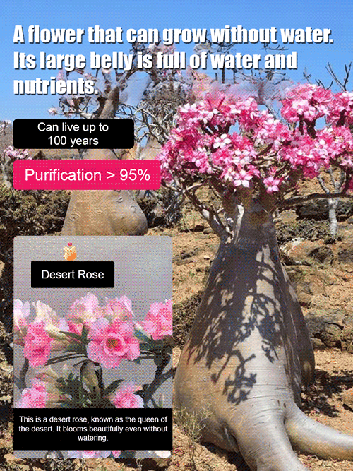 🌹【Desert Rose】Natural perfume, heat and cold resistant, 🌸 flowering period over 200 days! 💧 Only need to water twice a year!