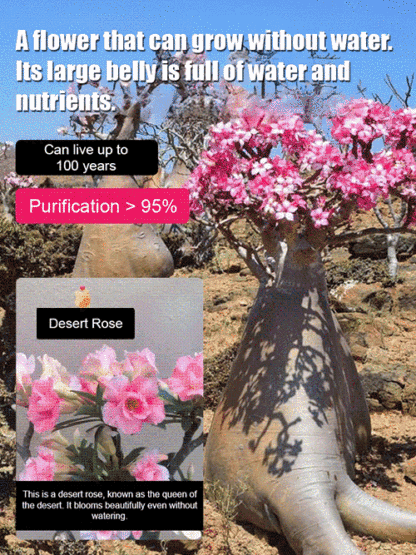 🌹【Desert Rose】Natural perfume, heat and cold resistant, 🌸 flowering period over 200 days! 💧 Only need to water twice a year!