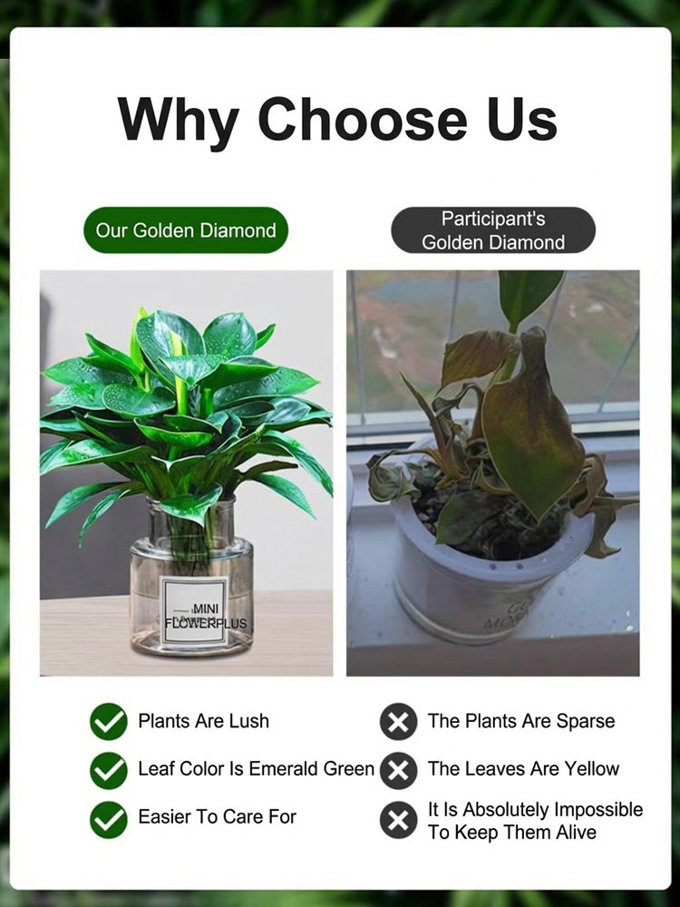 Golden Diamond Green Plant [King of Lung Healing]: No sunlight needed, easy to care for, and brings fragrance to your home.