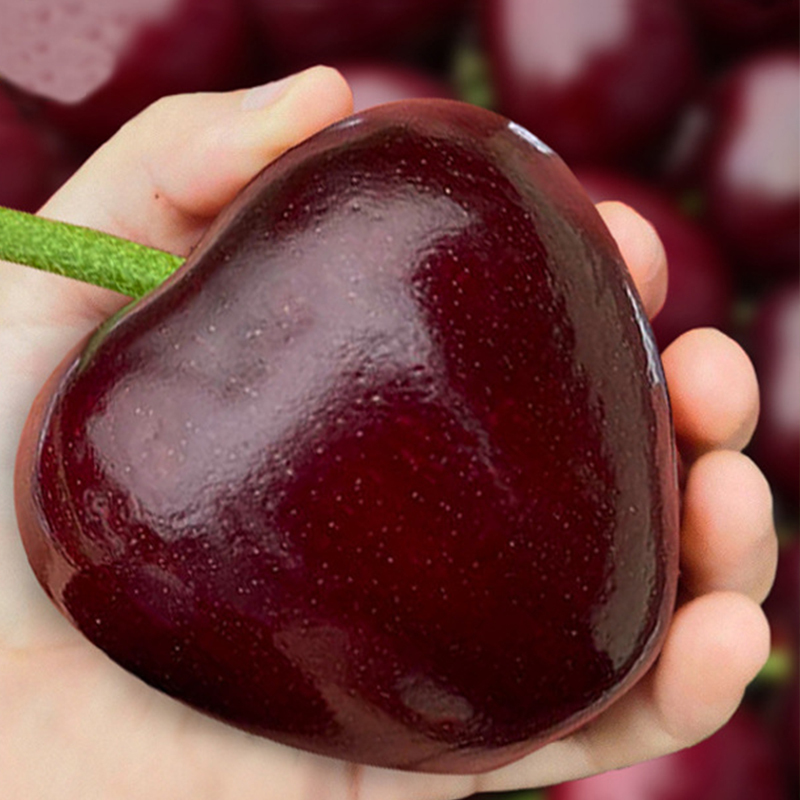 【No fruit, full refund】Yale University, in collaboration with the USA,