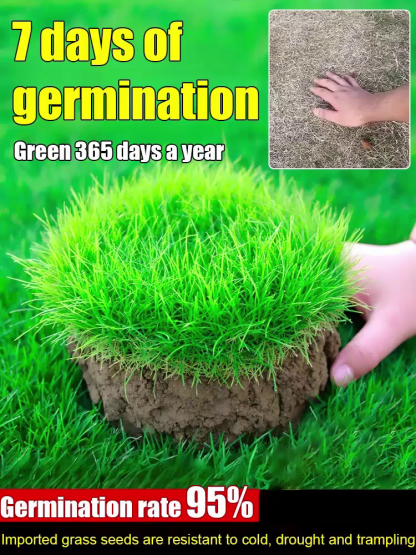 Exclusively supplied to top-tier golf courses, lifetime mowing-free, turning your lawn into a green carpet!