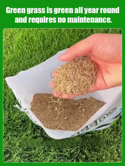 Exclusively supplied to top-tier golf courses, lifetime mowing-free, turning your lawn into a green carpet!