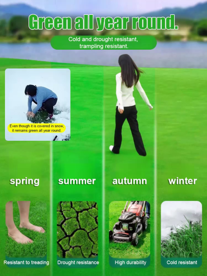 Exclusively supplied to top-tier golf courses, lifetime mowing-free, turning your lawn into a green carpet!