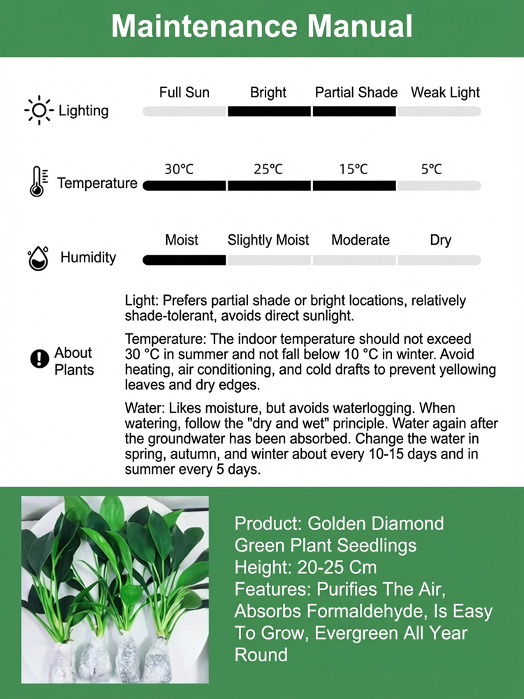 Golden Diamond Green Plant [King of Lung Healing]: No sunlight needed, easy to care for, and brings fragrance to your home.