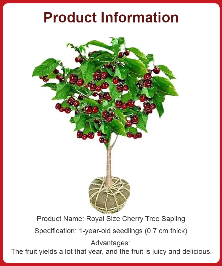 【No fruit, full refund】Yale University, in collaboration with the USA, has developed the latest cherry saplings ❤ No need for pollination / shipped with soil and branches / bear fruit in the next month
