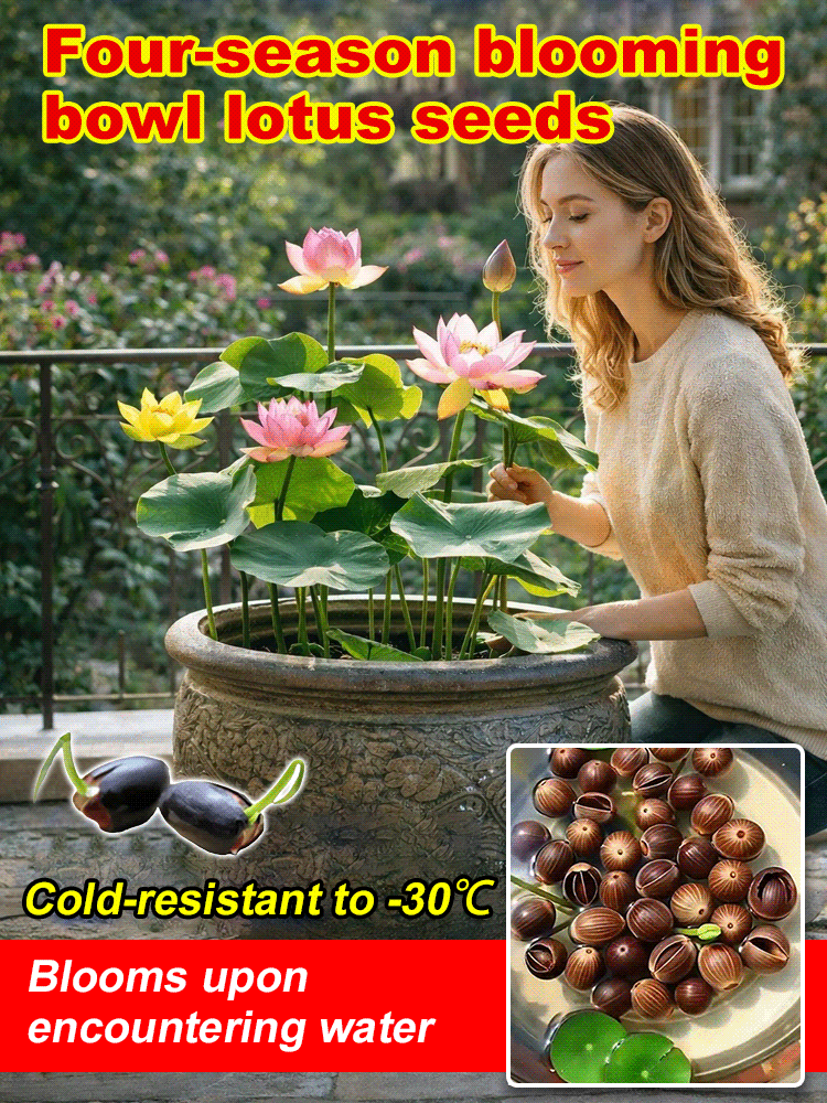 Botanist Recommended❗️No soil or fertilizer needed, just watering is all it takes for it to thrive; even beginners can grow six-colored lotus flowers🌸