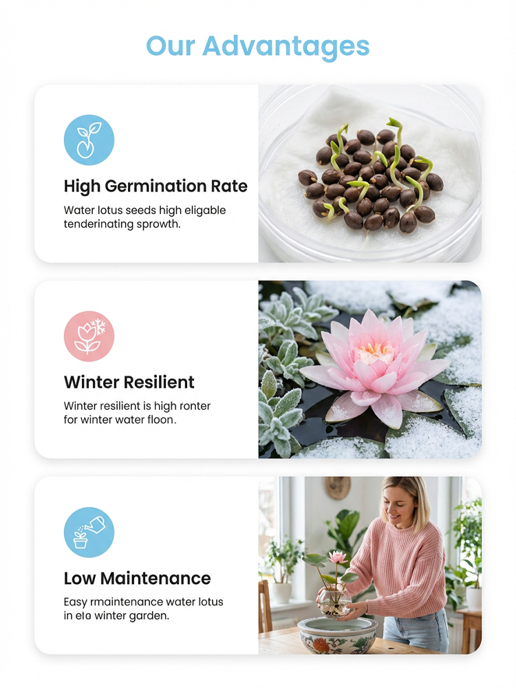 Botanist Recommended❗️No soil or fertilizer needed, just watering is all it takes for it to thrive; even beginners can grow six-colored lotus flowers🌸