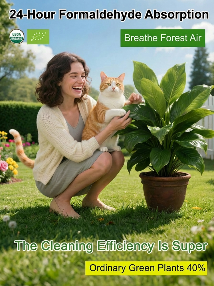 Golden Diamond Green Plant [King of Lung Healing]: No sunlight needed, easy to care for, and brings fragrance to your home.