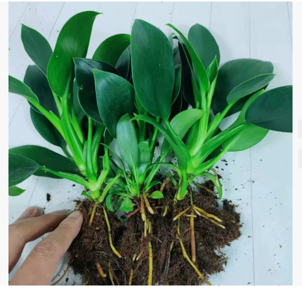 Golden Diamond Green Plant [King of Lung Healing]: No sunlight needed, easy to care for, and brings fragrance to your home.