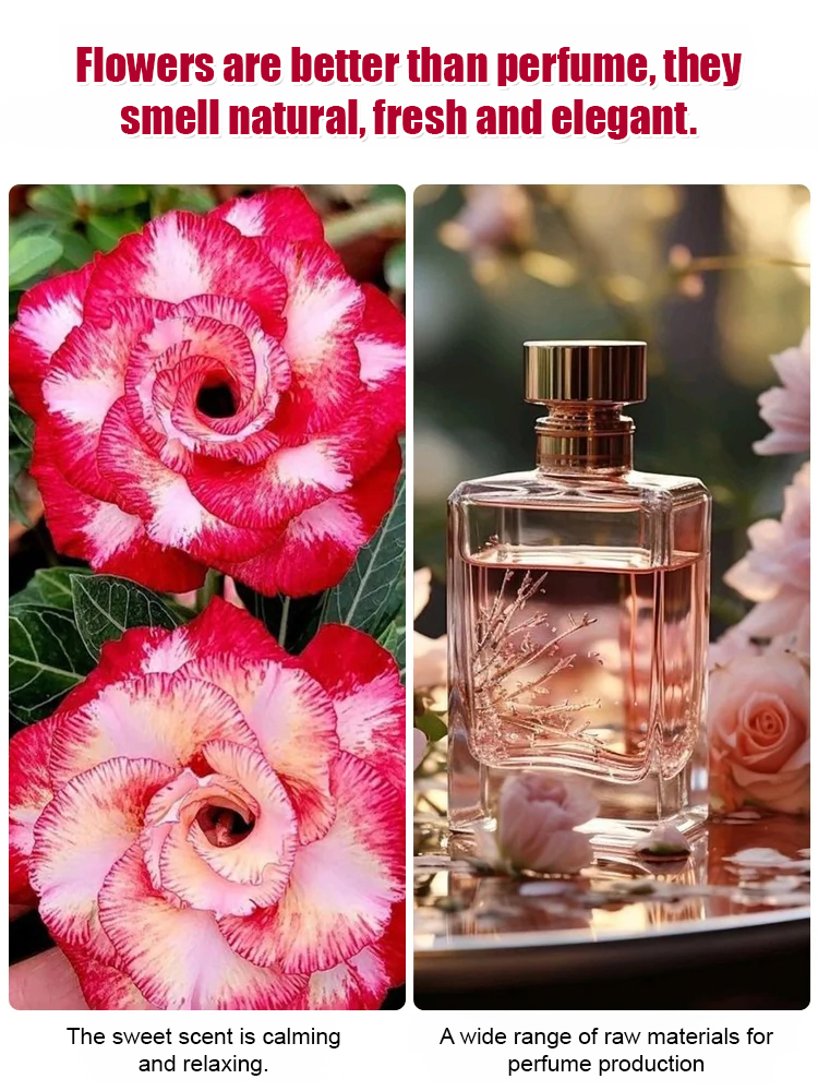 🌹【Desert Rose】Natural perfume, heat and cold resistant, 🌸 flowering period over 200 days! 💧 Only need to water twice a year!