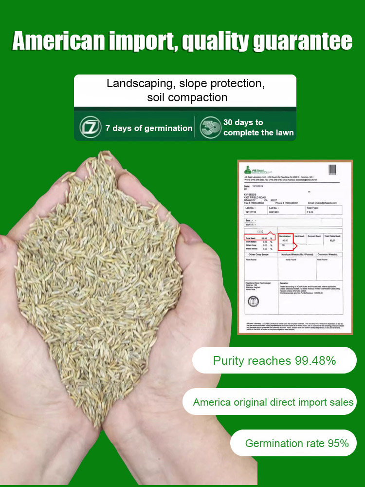 🧚Seven-Day Germination Lawn Seeds - Newly Improved Variety, Limited Edition