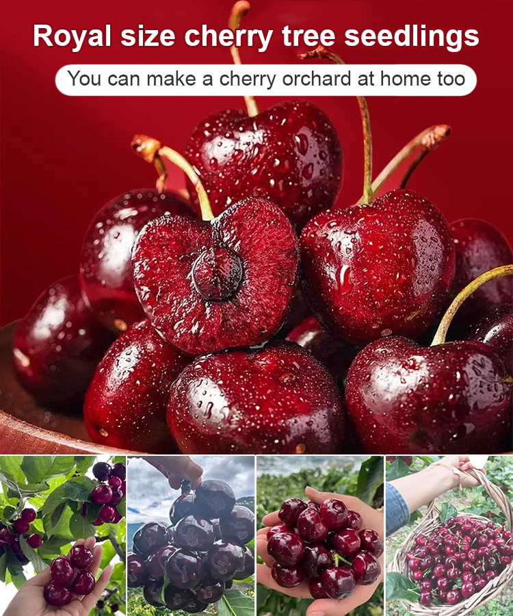 【No fruit, full refund】Yale University, in collaboration with the USA, has developed the latest cherry saplings ❤ No need for pollination / shipped with soil and branches / bear fruit in the next month