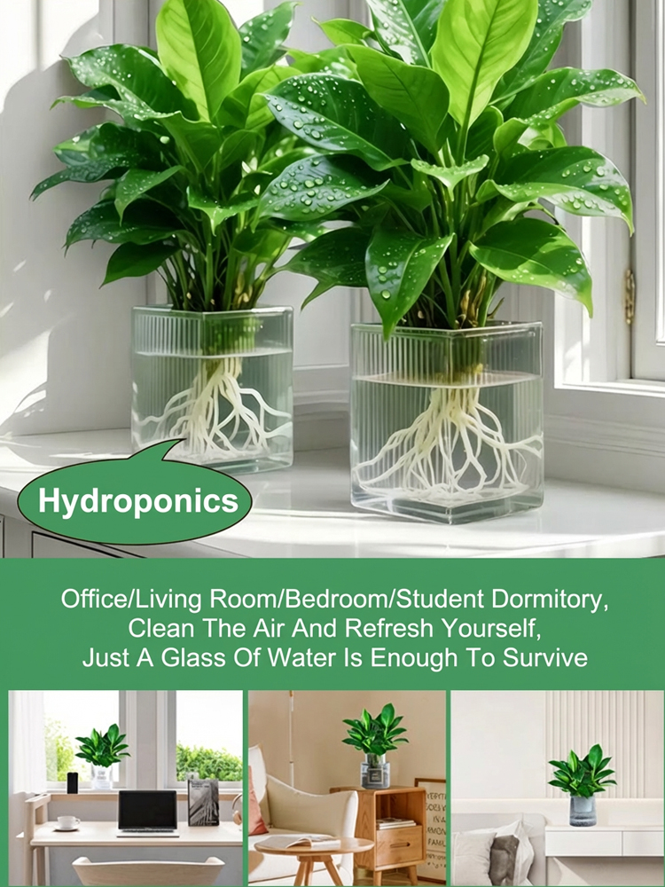 Golden Diamond Green Plant [King of Lung Healing]: No sunlight needed, easy to care for, and brings fragrance to your home.