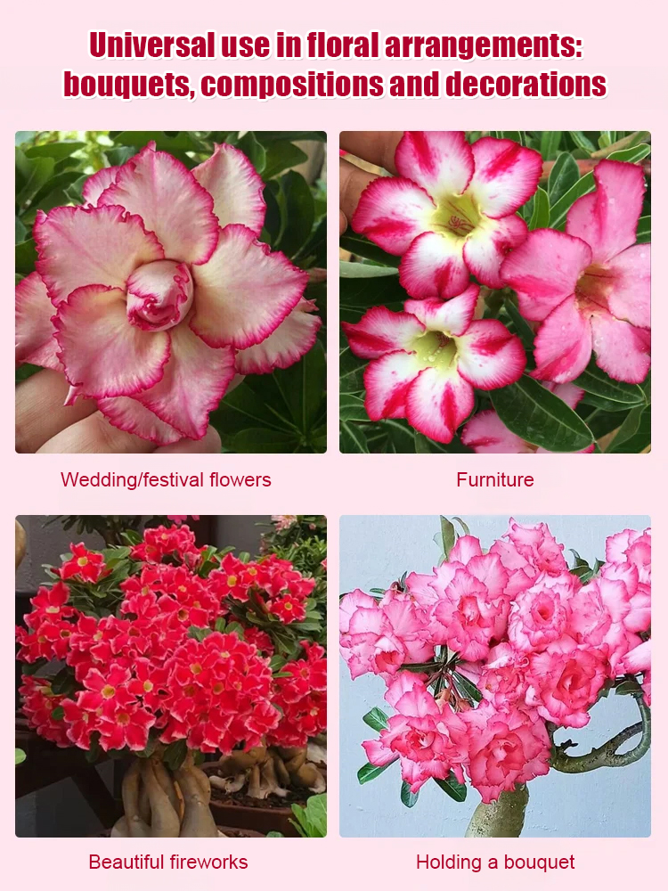 🌹【Desert Rose】Natural perfume, heat and cold resistant, 🌸 flowering period over 200 days! 💧 Only need to water twice a year!