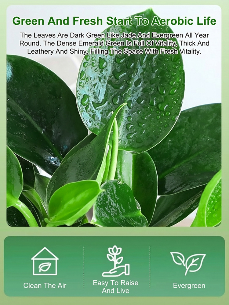 Golden Diamond Green Plant [King of Lung Healing]: No sunlight needed, easy to care for, and brings fragrance to your home.