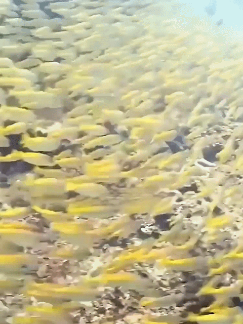 Premium Dried Yellow Croaker: Helps maintain clear blood vessels and supports your cardiovascular system in operating at peak performance.