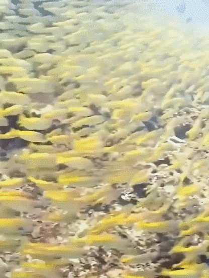 Premium Dried Yellow Croaker: Helps maintain clear blood vessels and supports your cardiovascular system in operating at peak performance.