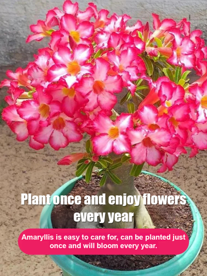 🌹【Desert Rose】Natural perfume, heat and cold resistant, 🌸 flowering period over 200 days! 💧 Only need to water twice a year!