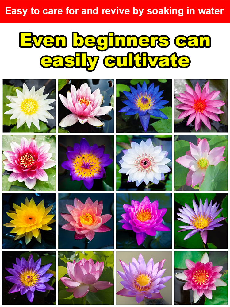 Botanist Recommended❗️No soil or fertilizer needed, just watering is all it takes for it to thrive; even beginners can grow six-colored lotus flowers🌸