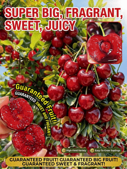 Non-GMO cherry seedlings, shipped with original soil🌍, 100% survival rate💯!