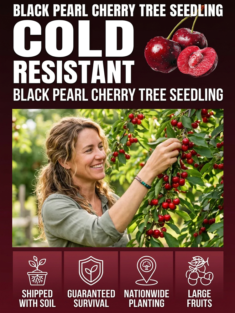 Non-GMO cherry seedlings, shipped with original soil🌍, 100% survival rate💯!