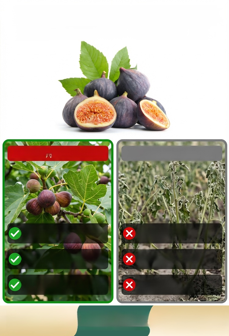 เมล็ดพันธุ์มะเดื่อดำรอยัลแบล็คเพิร์ลจากอิตาลี