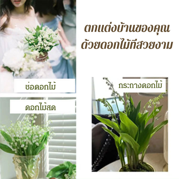 หน่อต้นระฆังแก้ว 5 หม่อใส่ 1 ถุง