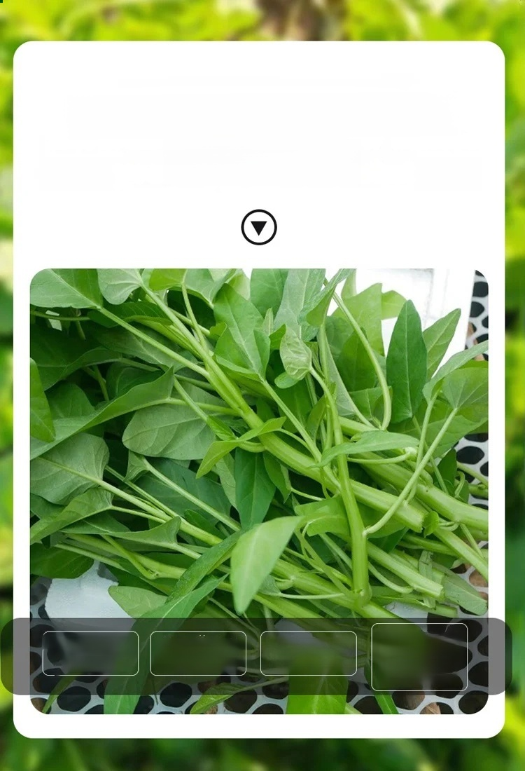 ผักที่ปลูกในกระถางได้ทั้งสี่ฤดูกาล เมล็ดพันธุ์ผักบุ้งสามง่าม