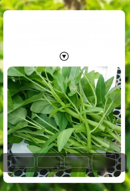 ผักที่ปลูกในกระถางได้ทั้งสี่ฤดูกาล เมล็ดพันธุ์ผักบุ้งสามง่าม