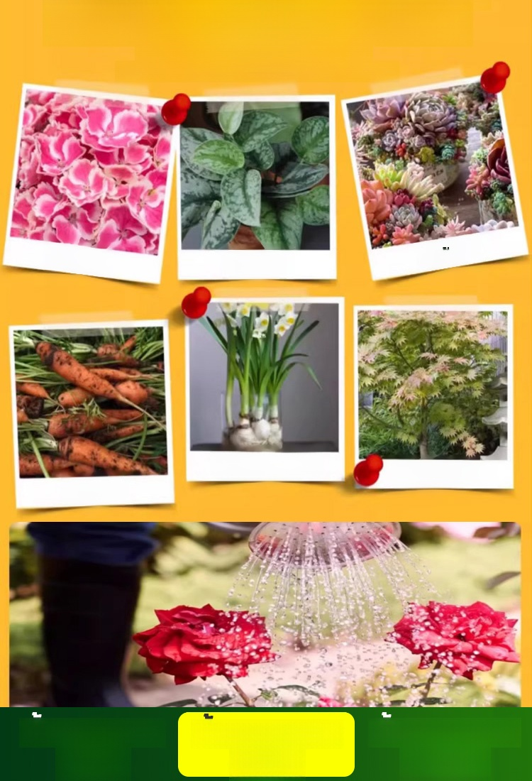 ปุ๋ยโพแทสเซียมไดไฮโดรเจนฟอสเฟตสำหรับพ่นทางใบ