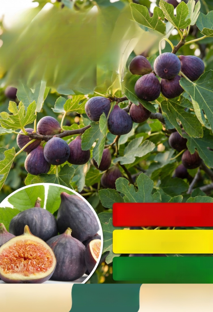 เมล็ดพันธุ์มะเดื่อดำรอยัลแบล็คเพิร์ลจากอิตาลี