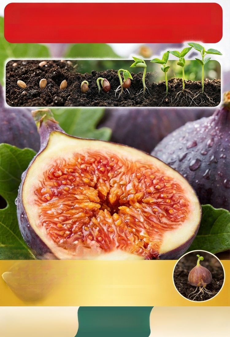 เมล็ดพันธุ์มะเดื่อดำรอยัลแบล็คเพิร์ลจากอิตาลี