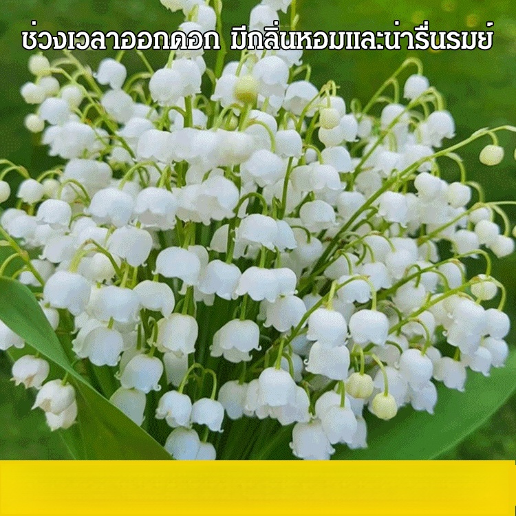 หน่อต้นระฆังแก้ว 5 หม่อใส่ 1 ถุง