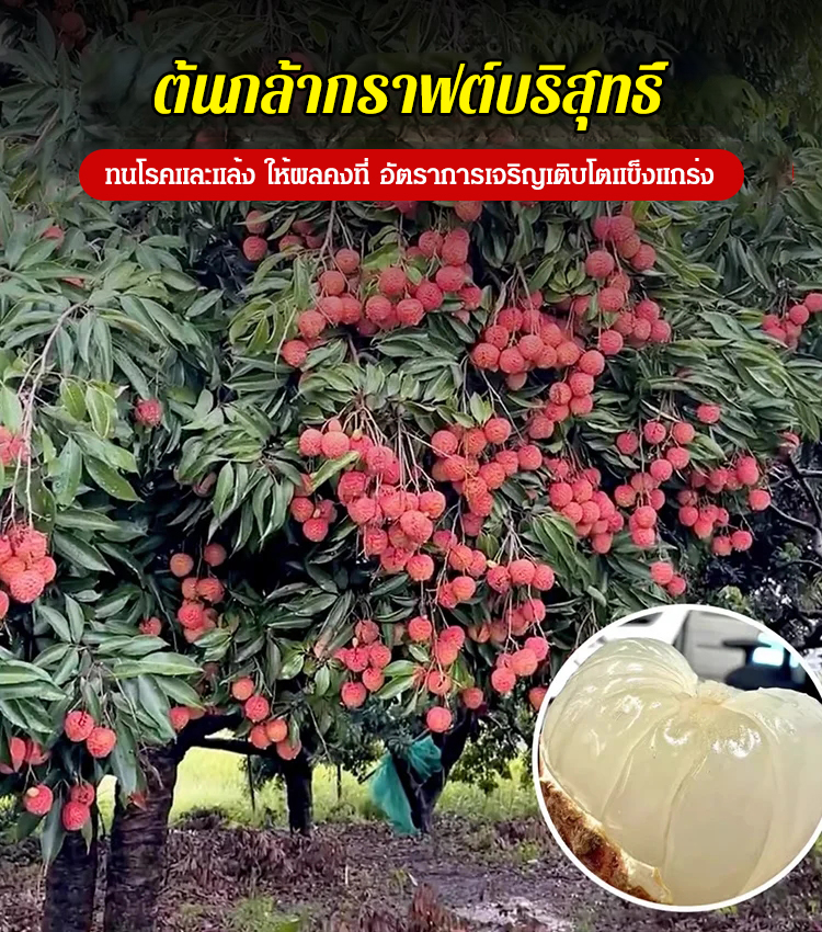 ต้นกล้าลิ้นจี่ไร้เมล็ด