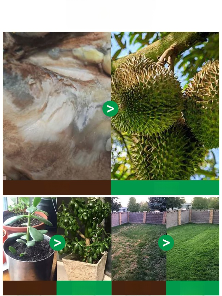 【เซลล์รีเจเนอเรเตอร์】ปุ๋ยสำหรับการเจริญเติบโตของพืช