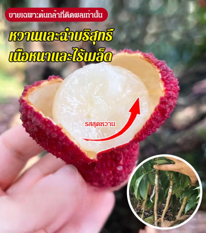 ต้นกล้าลิ้นจี่ไร้เมล็ด