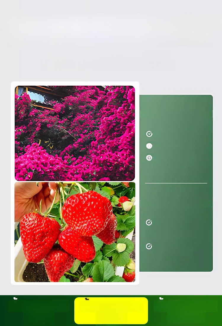 ปุ๋ยโพแทสเซียมไดไฮโดรเจนฟอสเฟตสำหรับพ่นทางใบ