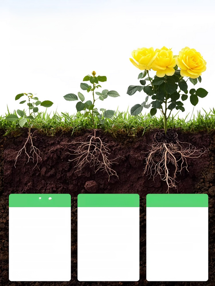 【ส่งเสริมรากให้แข็งแรง เร่งการเจริญเติบโต】ปุ๋ยรักษาโรครากเน่า