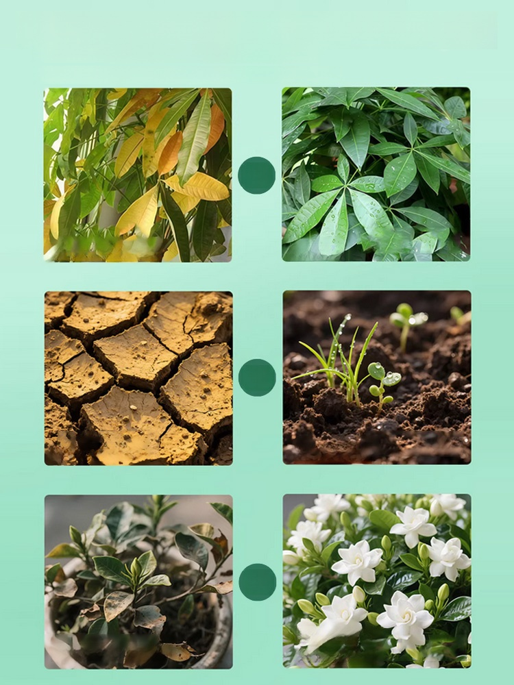 【ส่งเสริมรากให้แข็งแรง เร่งการเจริญเติบโต】ปุ๋ยรักษาโรครากเน่า