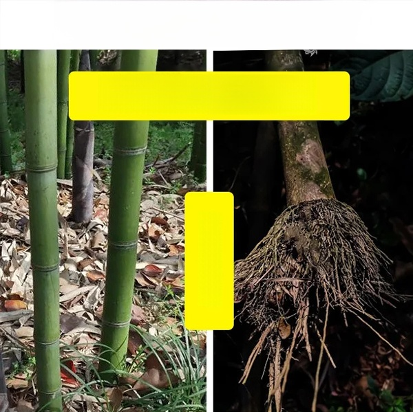 สารกำจัดวัชพืชเฮกซาซิโนน