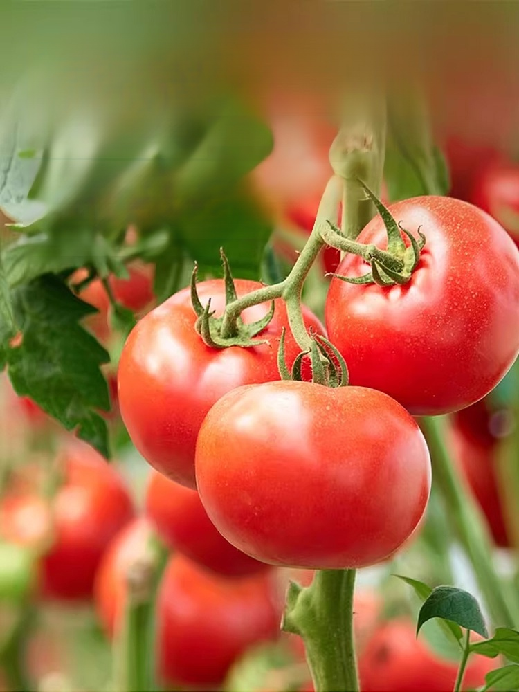 【บอกลาปัญหาดินแข็งตัว】สารบำรุงและฟื้นฟูดิน