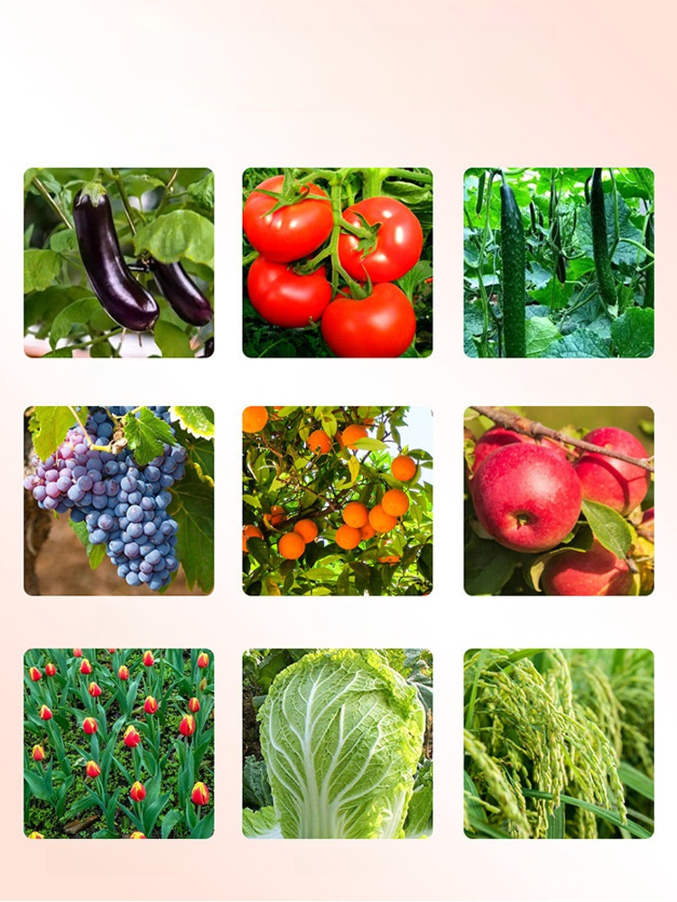 【เซลล์รีเจเนอเรเตอร์】ปุ๋ยสำหรับการเจริญเติบโตของพืช