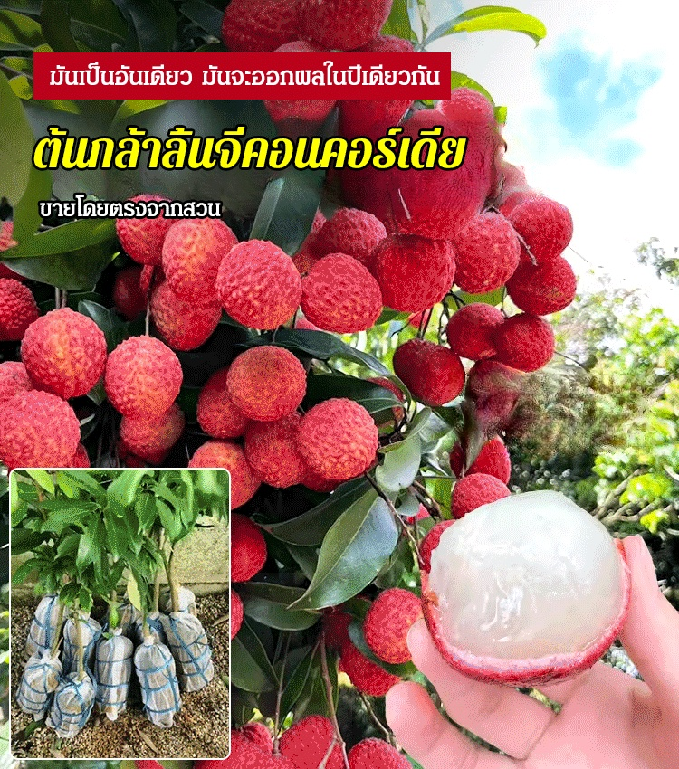 ต้นกล้าลิ้นจี่ไร้เมล็ด