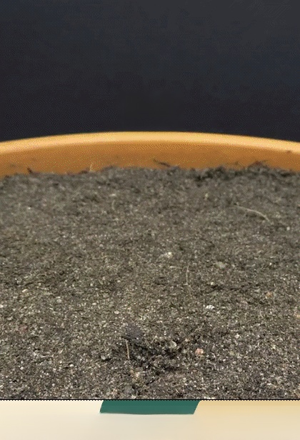 เมล็ดพันธุ์มะเดื่อดำรอยัลแบล็คเพิร์ลจากอิตาลี