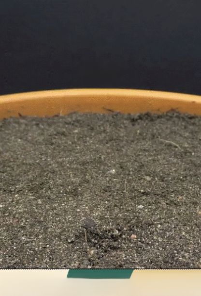 เมล็ดพันธุ์มะเดื่อดำรอยัลแบล็คเพิร์ลจากอิตาลี