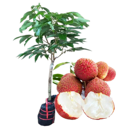 ต้นกล้าลิ้นจี่ไร้เมล็ด