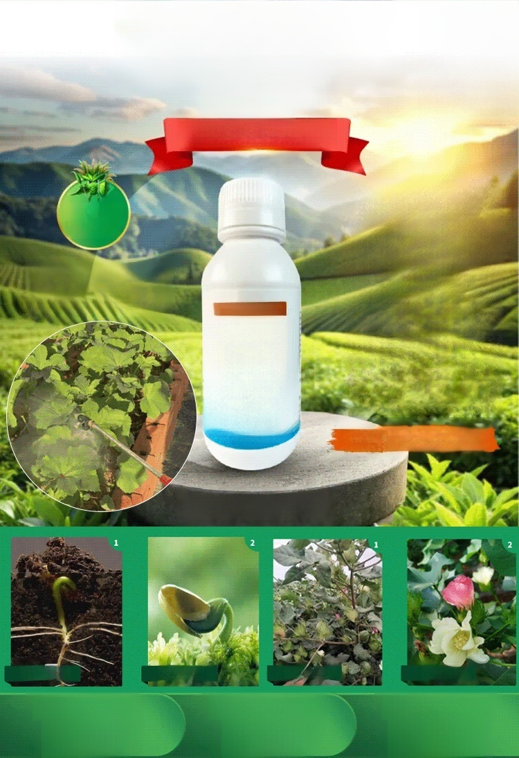 【สำหรับพืชผลทั้งหมด】ยาคาร่า วัคซีนพืช