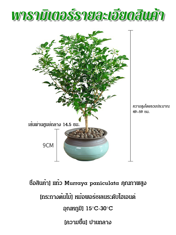 แก้ว Murraya paniculata ปลูกในกระถางต้นไม้ มีกลิ่นหอมไล่ยุง
