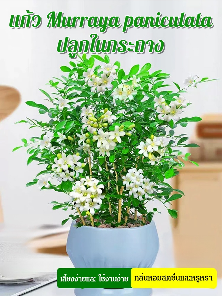 แก้ว Murraya paniculata ปลูกในกระถางต้นไม้ มีกลิ่นหอมไล่ยุง